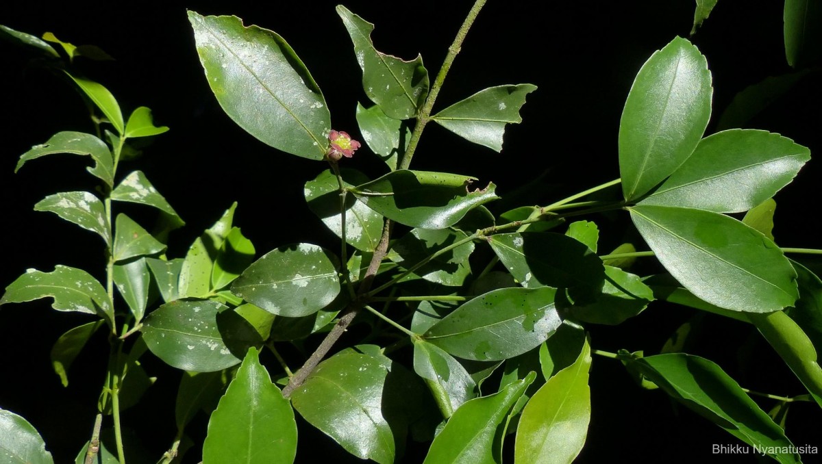 Euonymus walkeri Wight